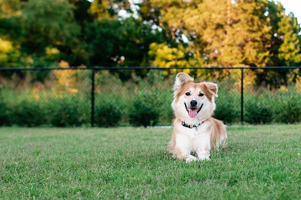 Dog enjoying the Buckingham continuing care's spacious and lush dog park